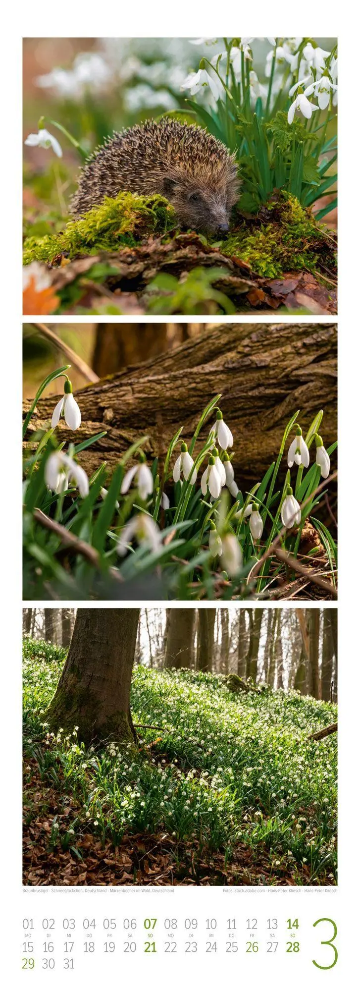 Bild: 9783838427362 | Waldleben Triplet-Kalender 2027 Spaziergang durch heimische Wälder
