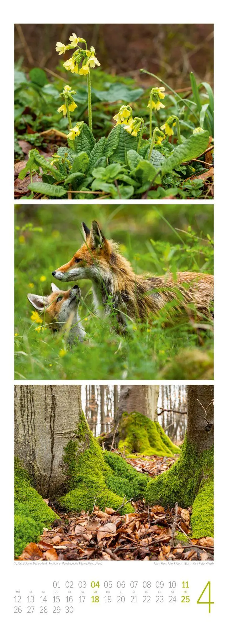 Bild: 9783838427362 | Waldleben Triplet-Kalender 2027 Spaziergang durch heimische Wälder