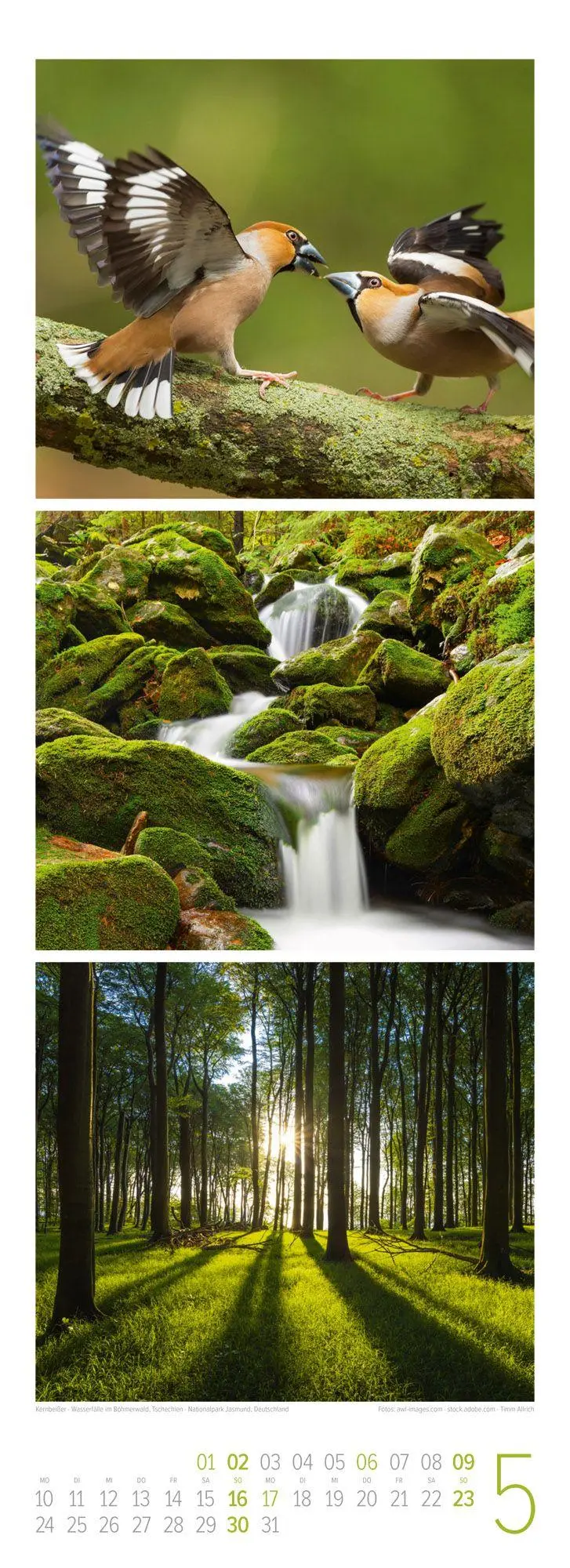 Bild: 9783838427362 | Waldleben Triplet-Kalender 2027 Spaziergang durch heimische Wälder