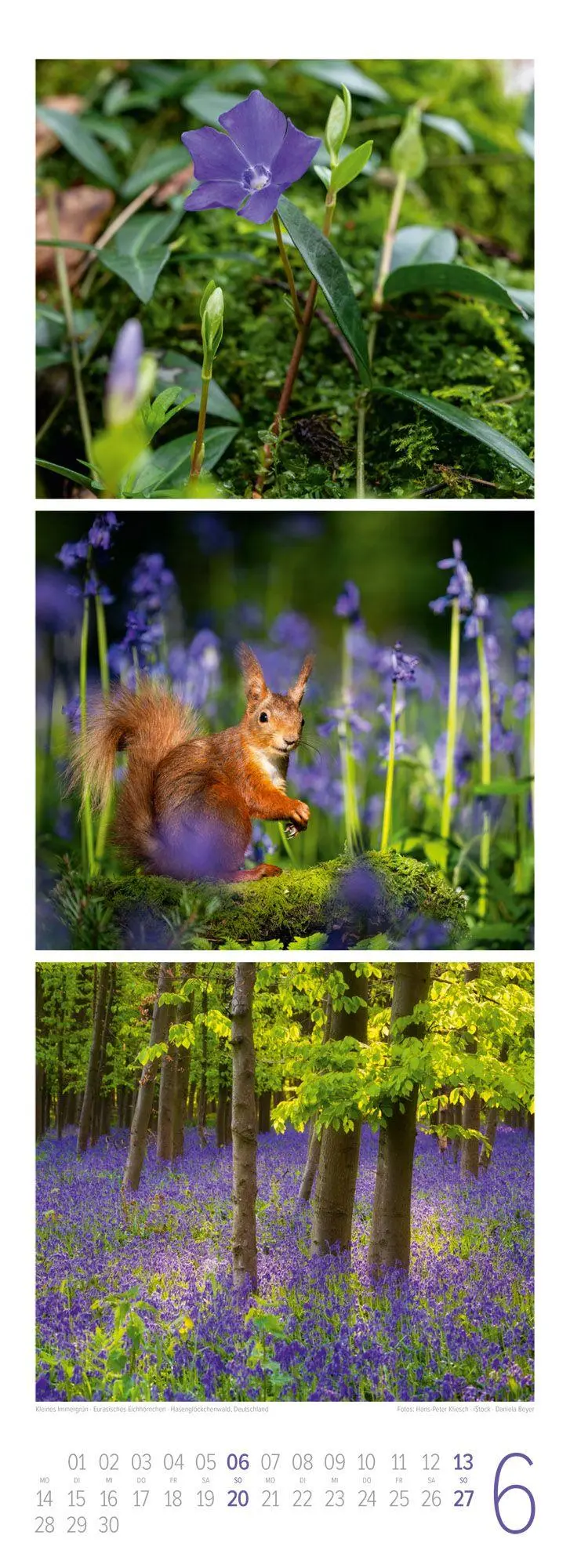 Bild: 9783838427362 | Waldleben Triplet-Kalender 2027 Spaziergang durch heimische Wälder