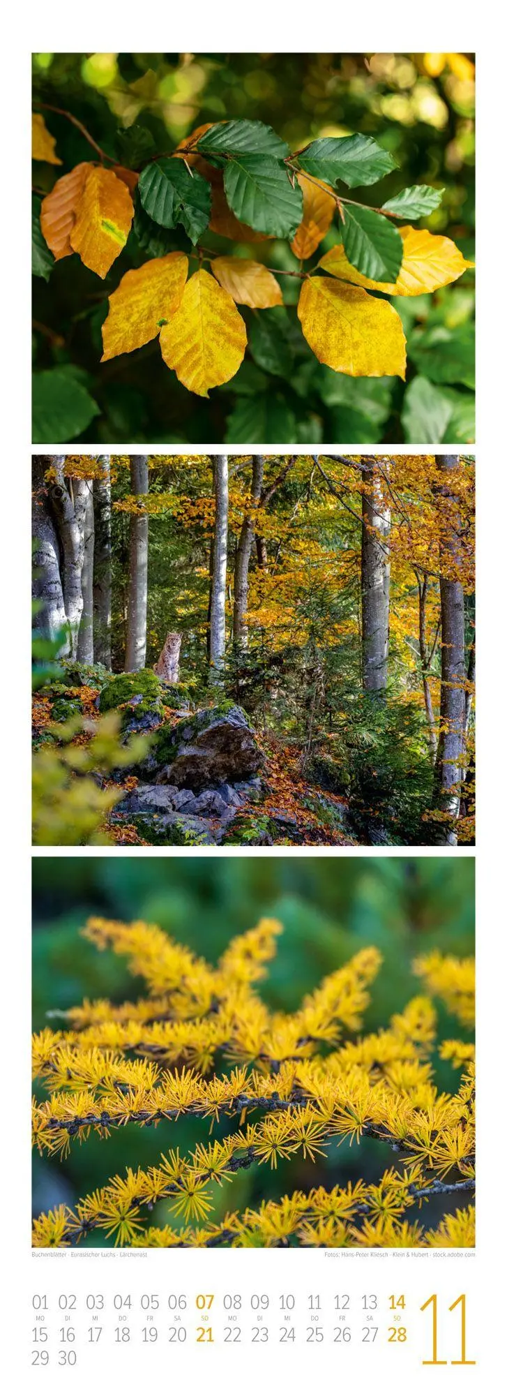 Bild: 9783838427362 | Waldleben Triplet-Kalender 2027 Spaziergang durch heimische Wälder