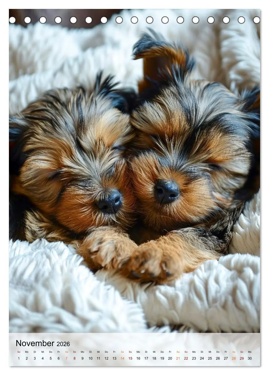 Bild: 9783516287462 | Yorkshire Terrier - ein Hund mit starkem Charakter (Tischkalender...