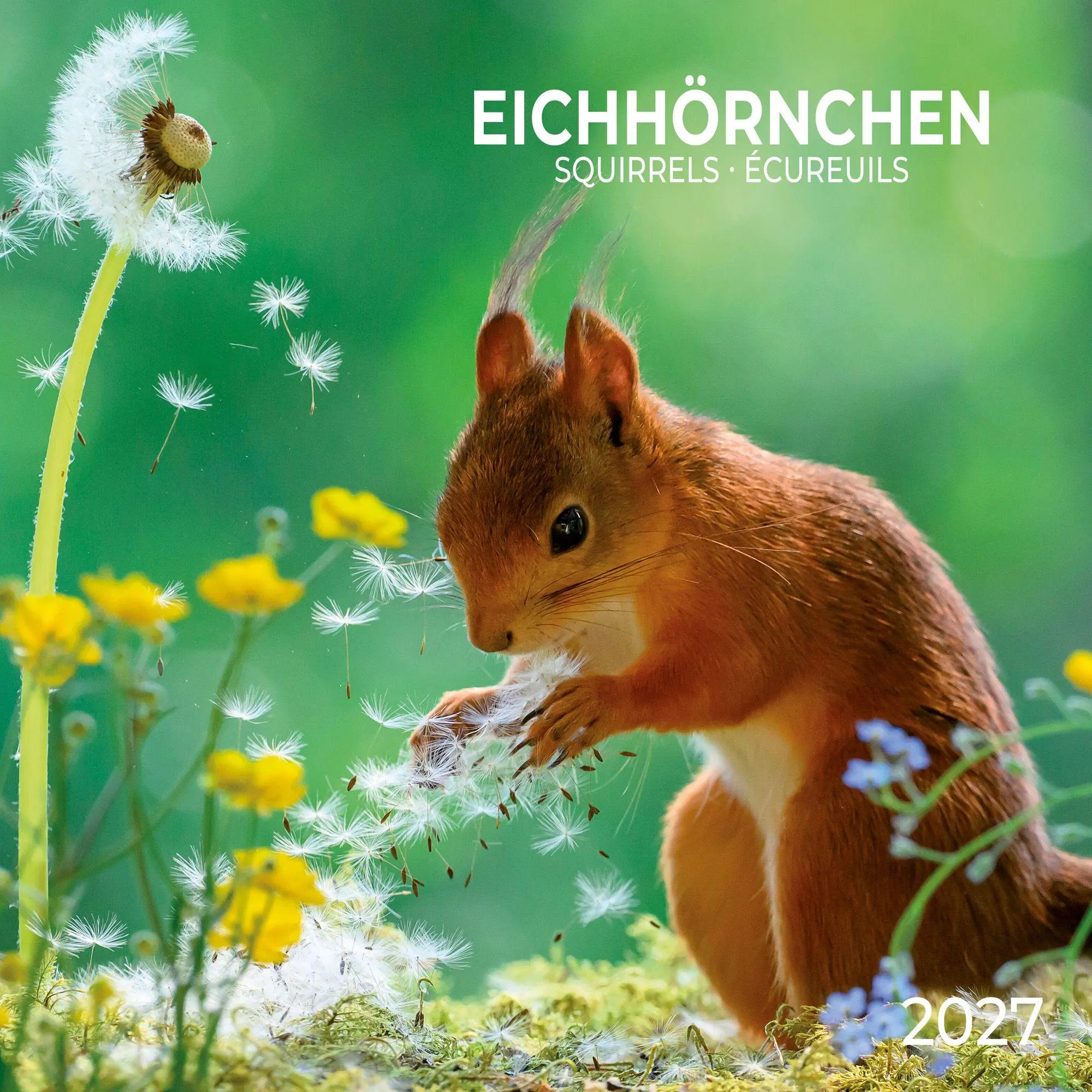 Cover: 9783959297462 | Eichhörnchen / Squirrels 2027 | Kalender 2027 | Kalender | 28 S.