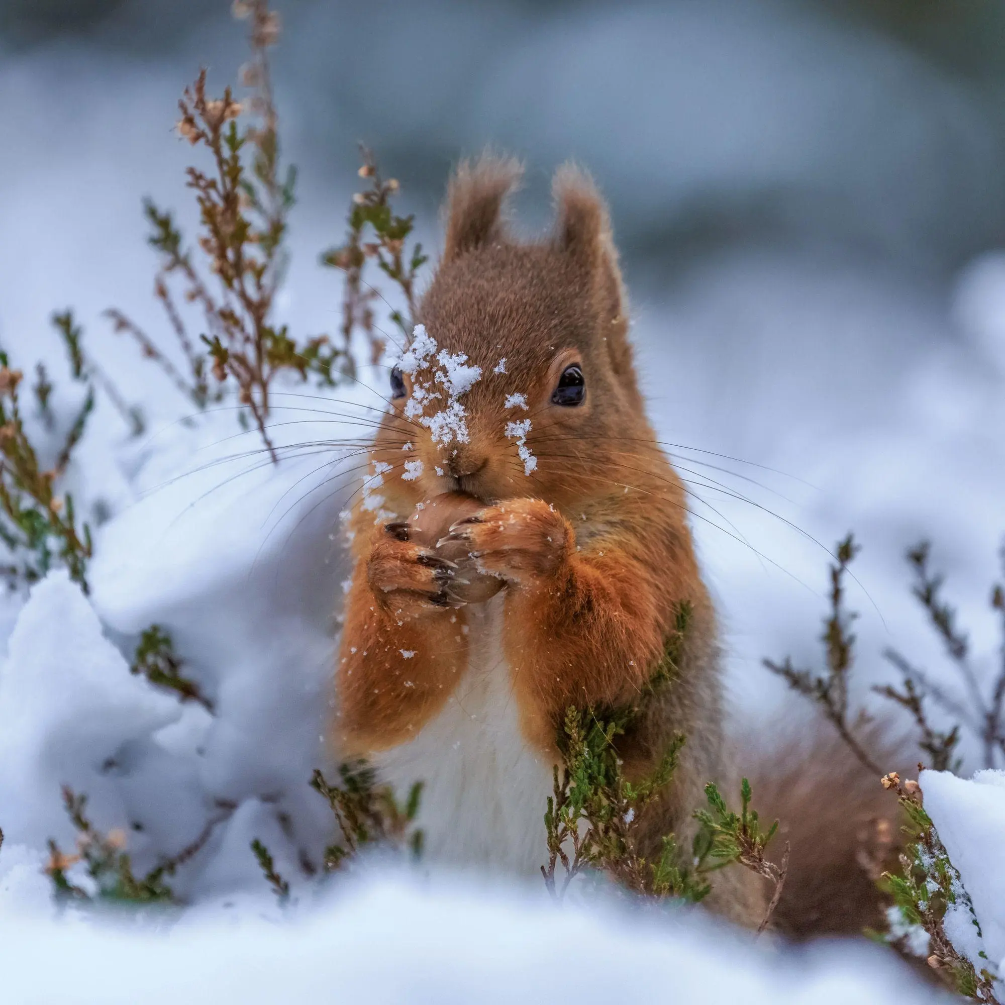 Bild: 9783959297462 | Eichhörnchen / Squirrels 2027 | Kalender 2027 | Kalender | 28 S.