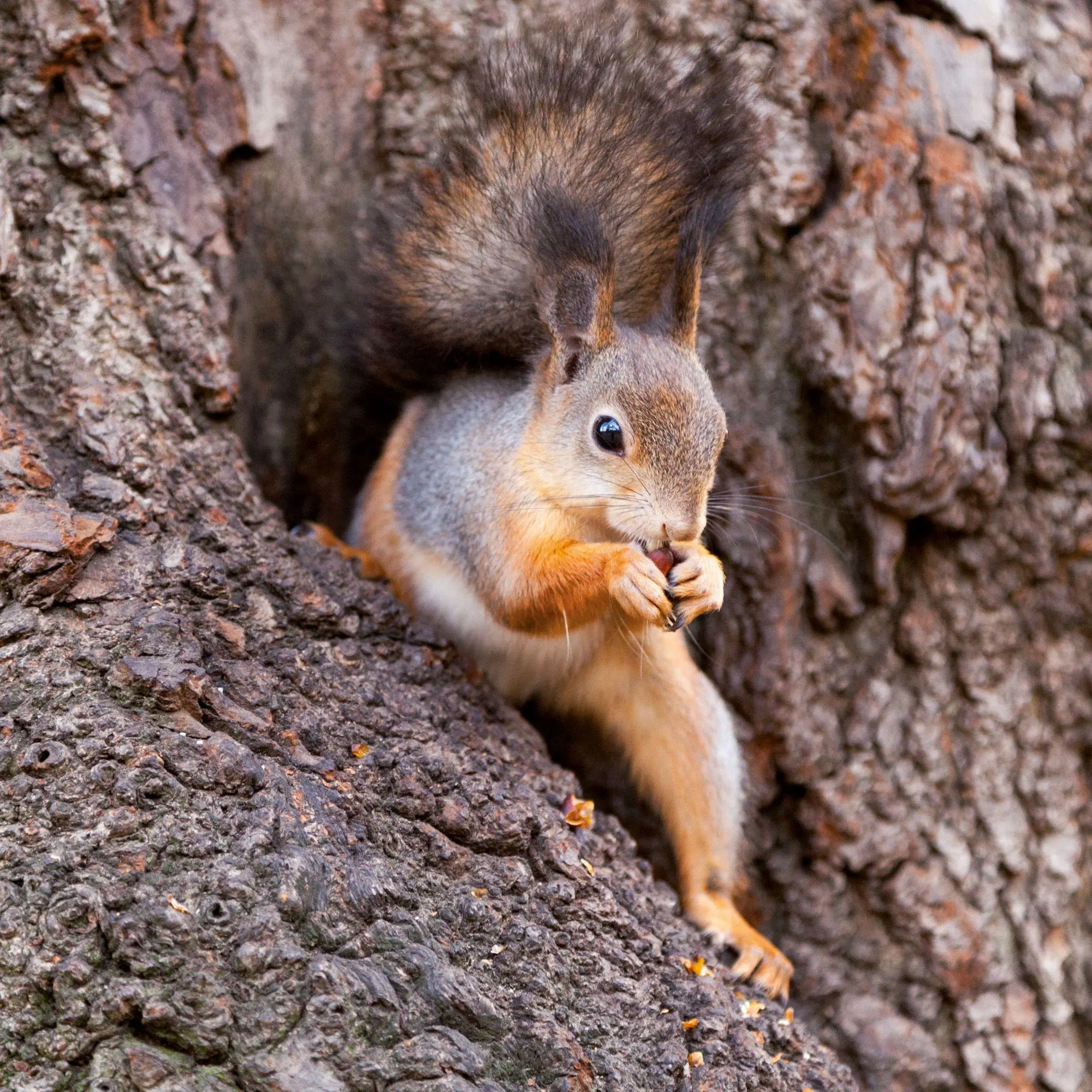 Bild: 9783959297462 | Eichhörnchen / Squirrels 2027 | Kalender 2027 | Kalender | 28 S.