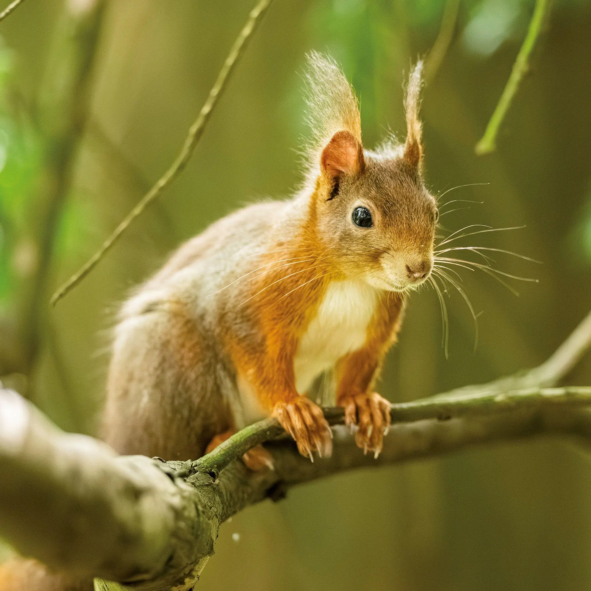Bild: 9783959297462 | Eichhörnchen / Squirrels 2027 | Kalender 2027 | Kalender | 28 S.