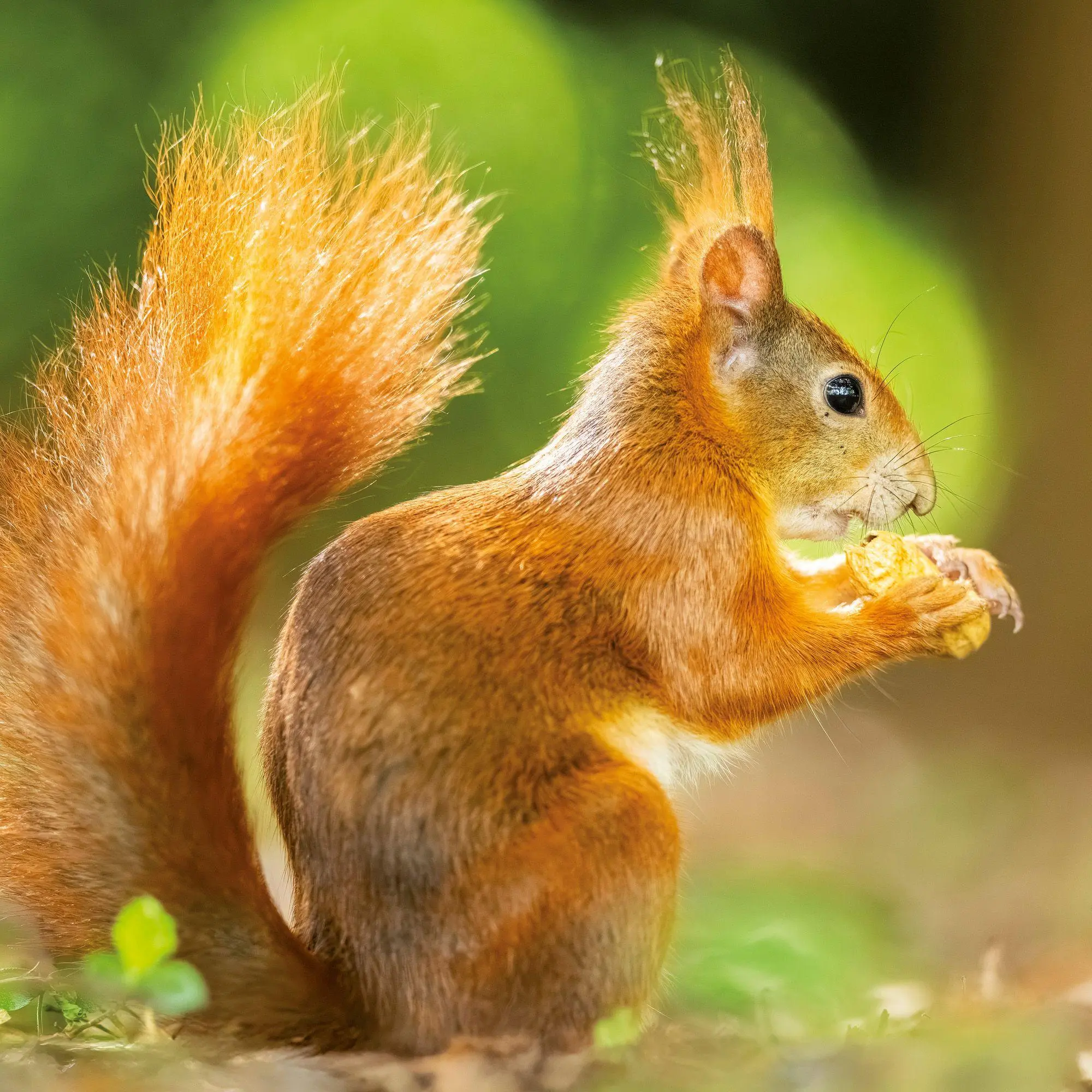 Bild: 9783959297462 | Eichhörnchen / Squirrels 2027 | Kalender 2027 | Kalender | 28 S.