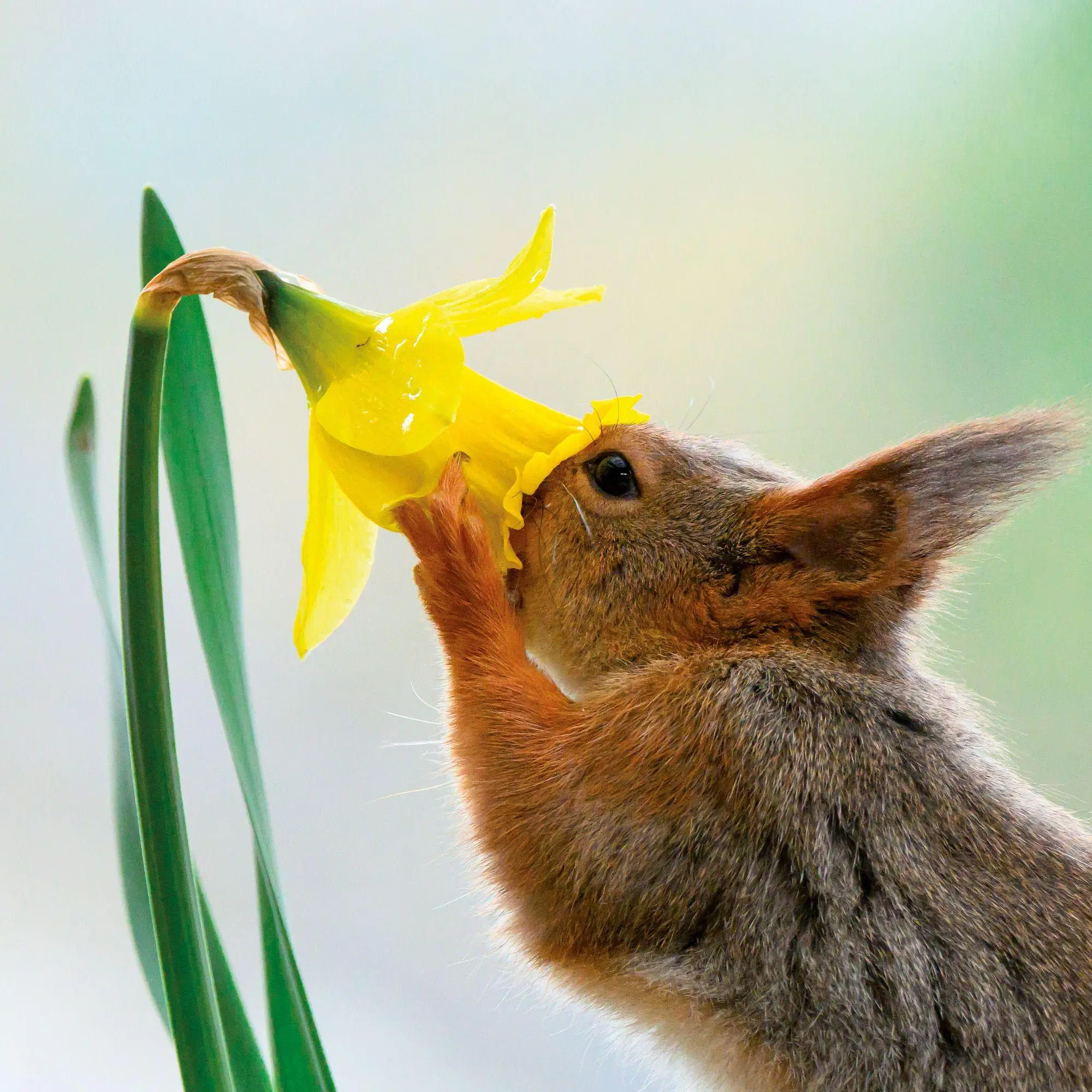 Bild: 9783959297462 | Eichhörnchen / Squirrels 2027 | Kalender 2027 | Kalender | 28 S.