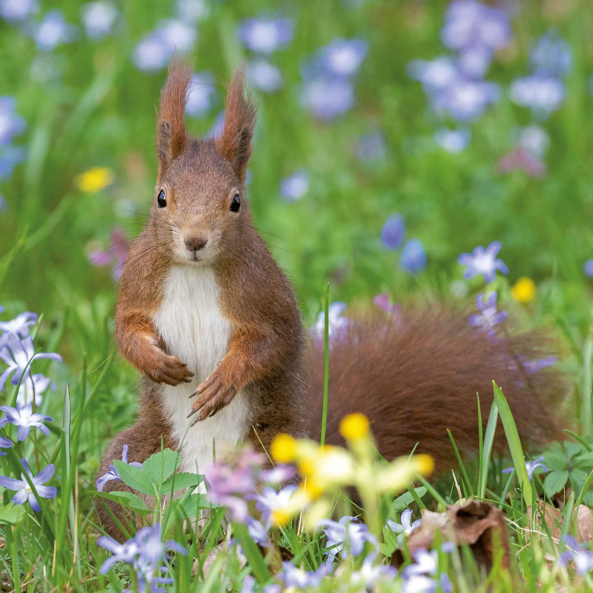 Bild: 9783959297462 | Eichhörnchen / Squirrels 2027 | Kalender 2027 | Kalender | 28 S.