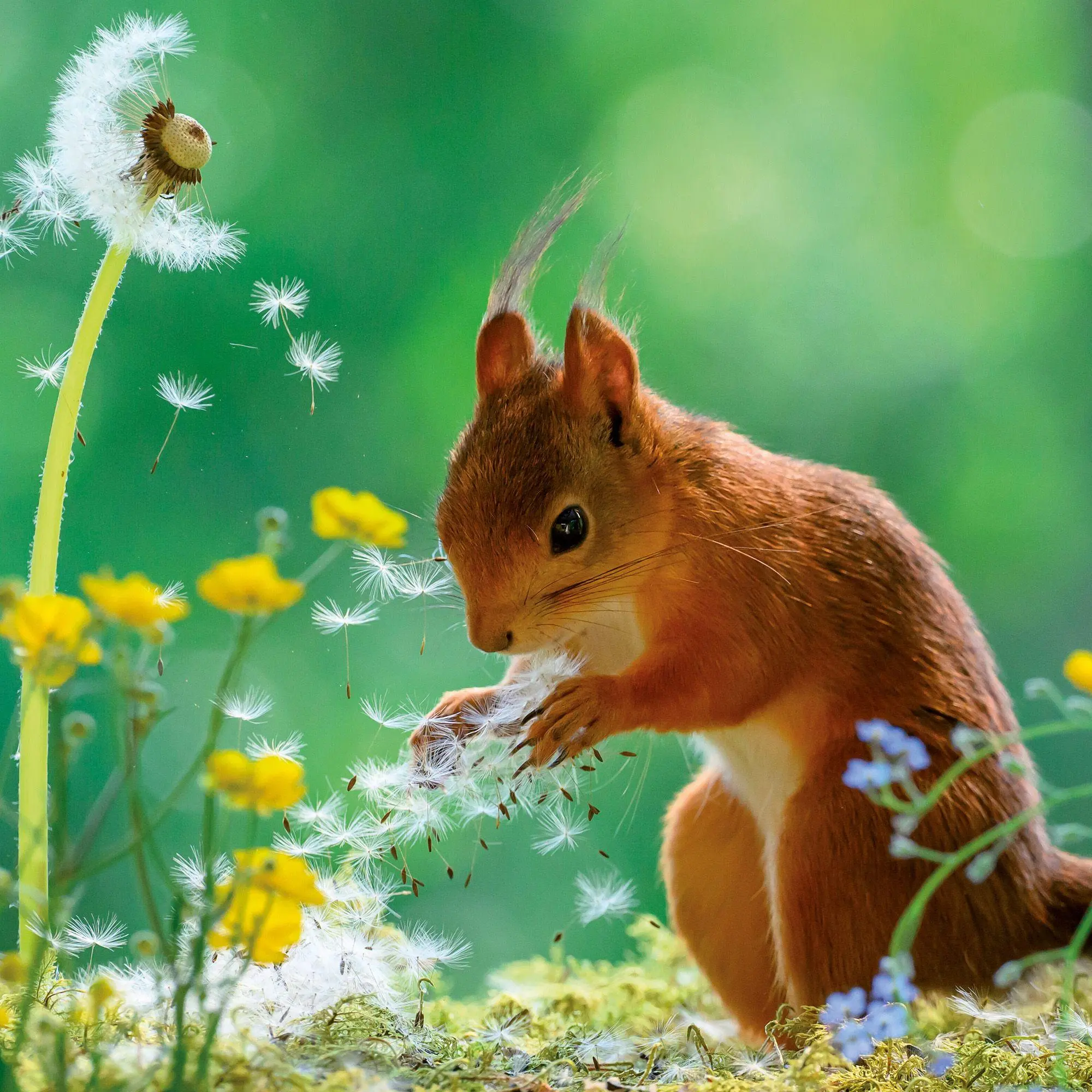 Bild: 9783959297462 | Eichhörnchen / Squirrels 2027 | Kalender 2027 | Kalender | 28 S.