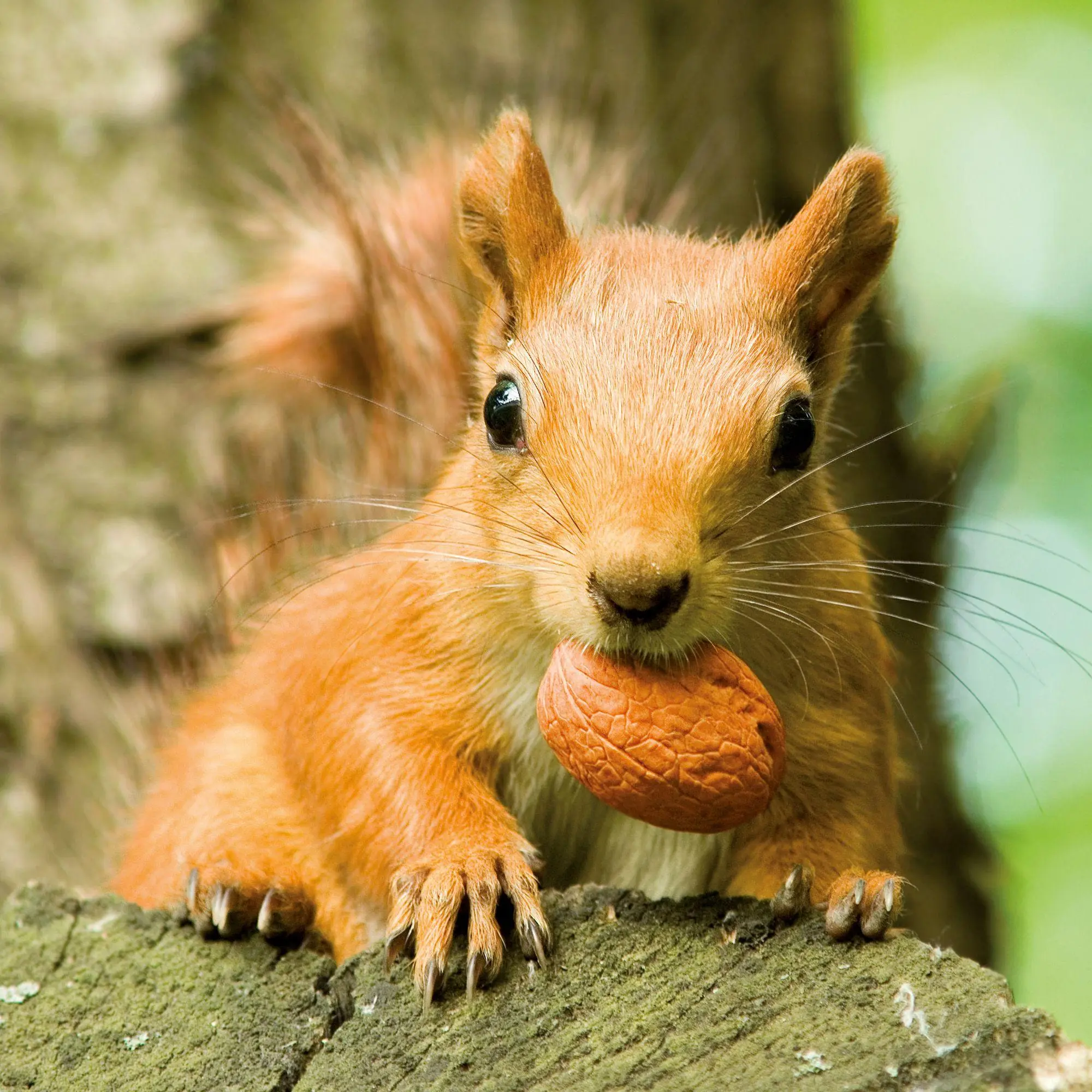 Bild: 9783959297462 | Eichhörnchen / Squirrels 2027 | Kalender 2027 | Kalender | 28 S.