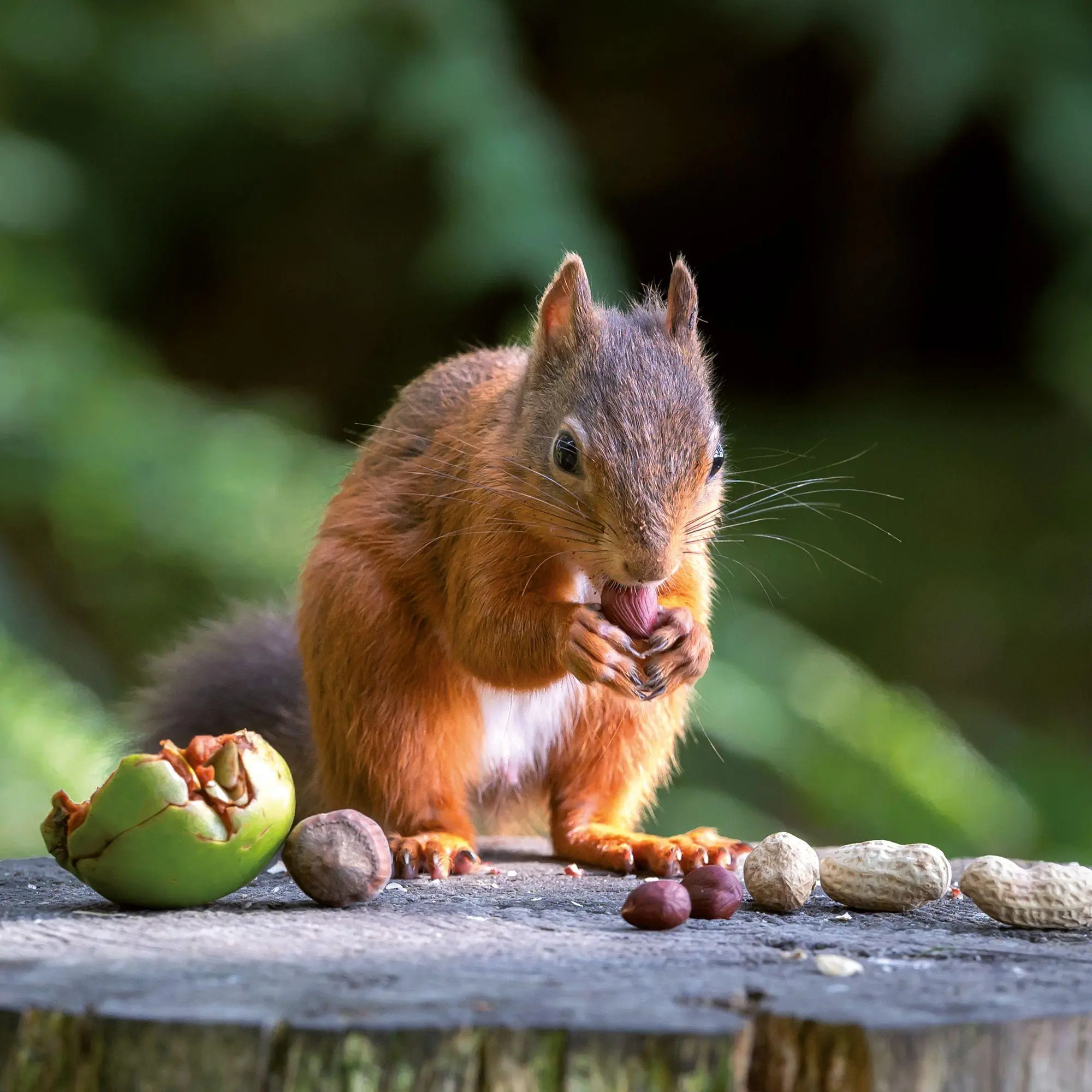 Bild: 9783959297462 | Eichhörnchen / Squirrels 2027 | Kalender 2027 | Kalender | 28 S.