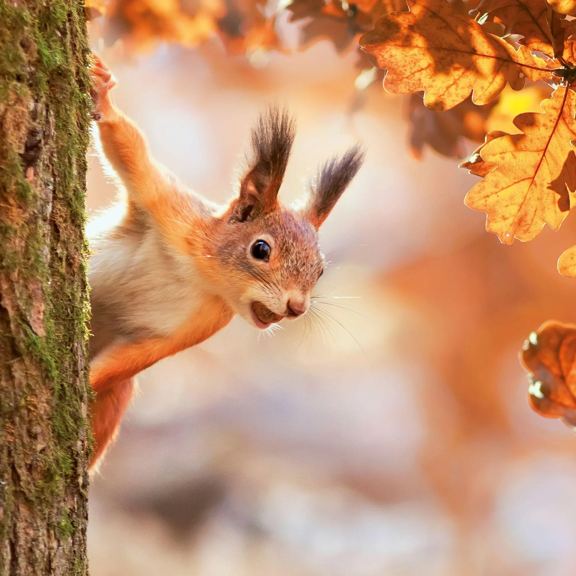 Bild: 9783959297462 | Eichhörnchen / Squirrels 2027 | Kalender 2027 | Kalender | 28 S.