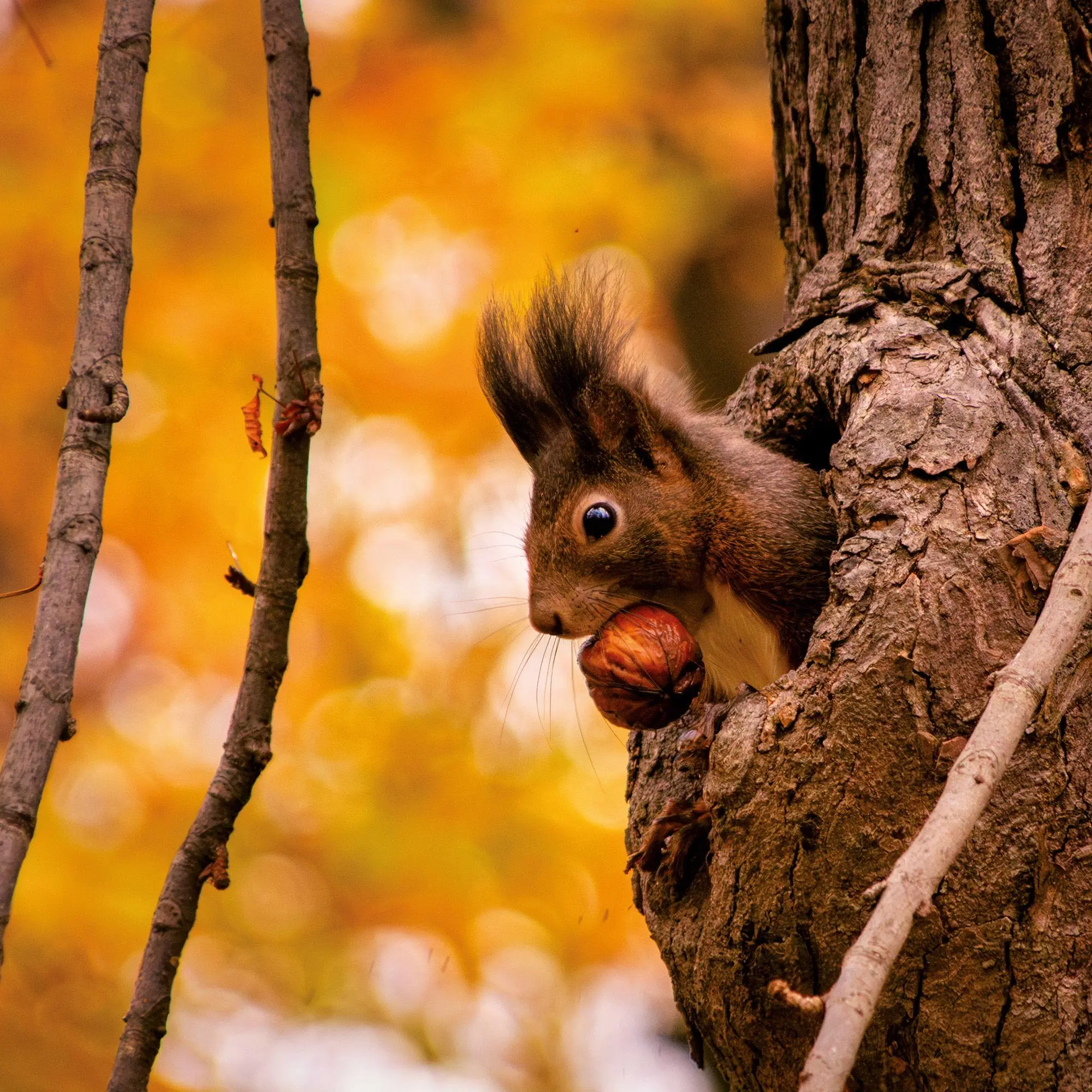 Bild: 9783959297462 | Eichhörnchen / Squirrels 2027 | Kalender 2027 | Kalender | 28 S.
