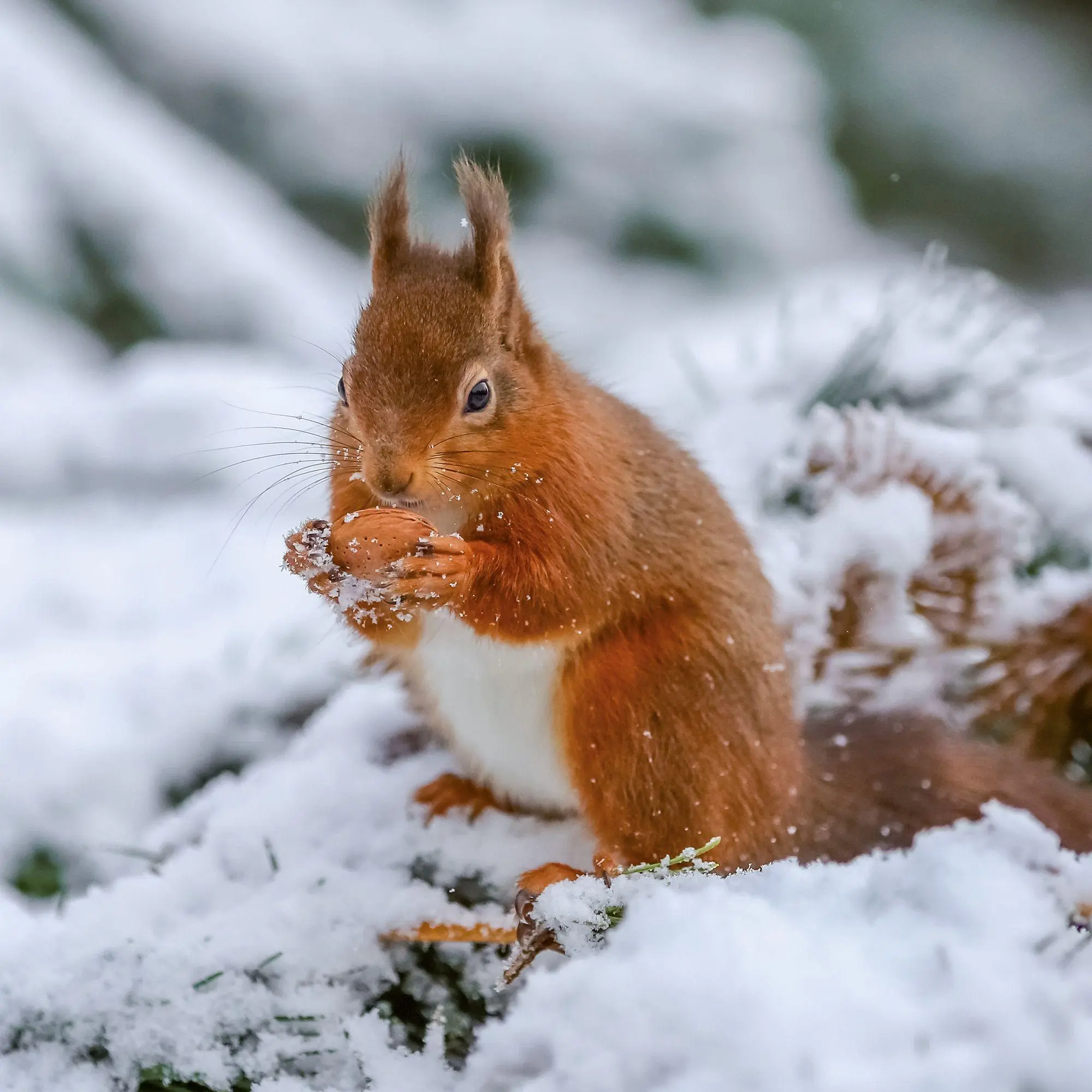 Bild: 9783959297462 | Eichhörnchen / Squirrels 2027 | Kalender 2027 | Kalender | 28 S.