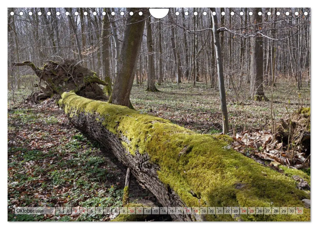 Bild: 9783457867662 | Der Hainich in Thüringen - Weltnaturerbe (Wandkalender 2026 DIN A4...