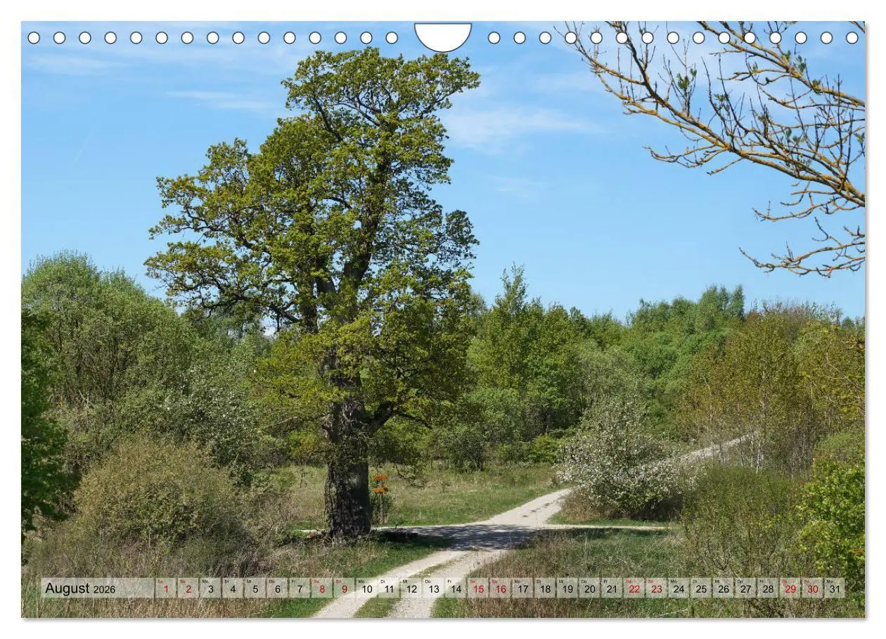 Bild: 9783457867662 | Der Hainich in Thüringen - Weltnaturerbe (Wandkalender 2026 DIN A4...