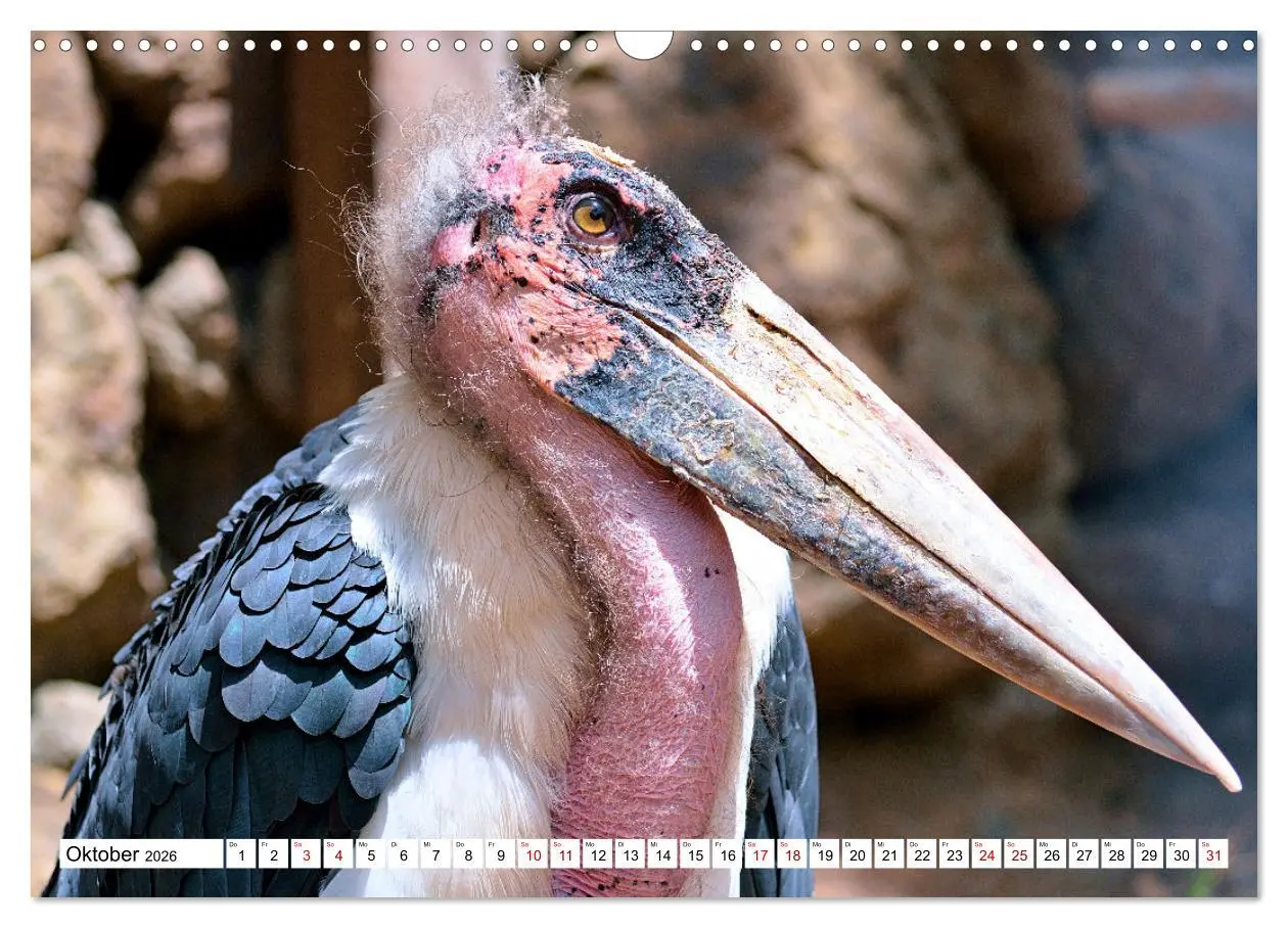 Bild: 9783457547762 | Schräge Vögel in Szene gesetzt (Wandkalender 2026 DIN A3 quer),...