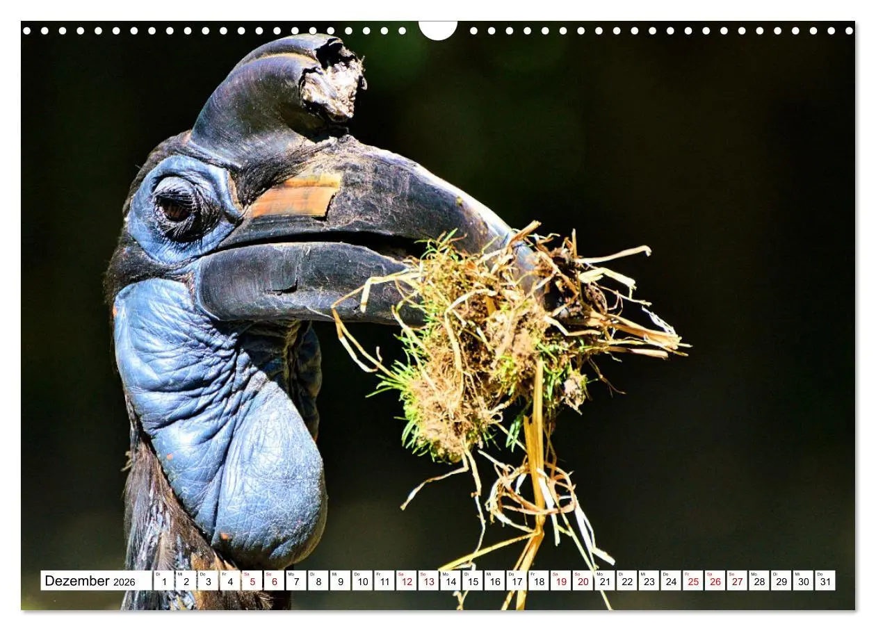 Bild: 9783457547762 | Schräge Vögel in Szene gesetzt (Wandkalender 2026 DIN A3 quer),...