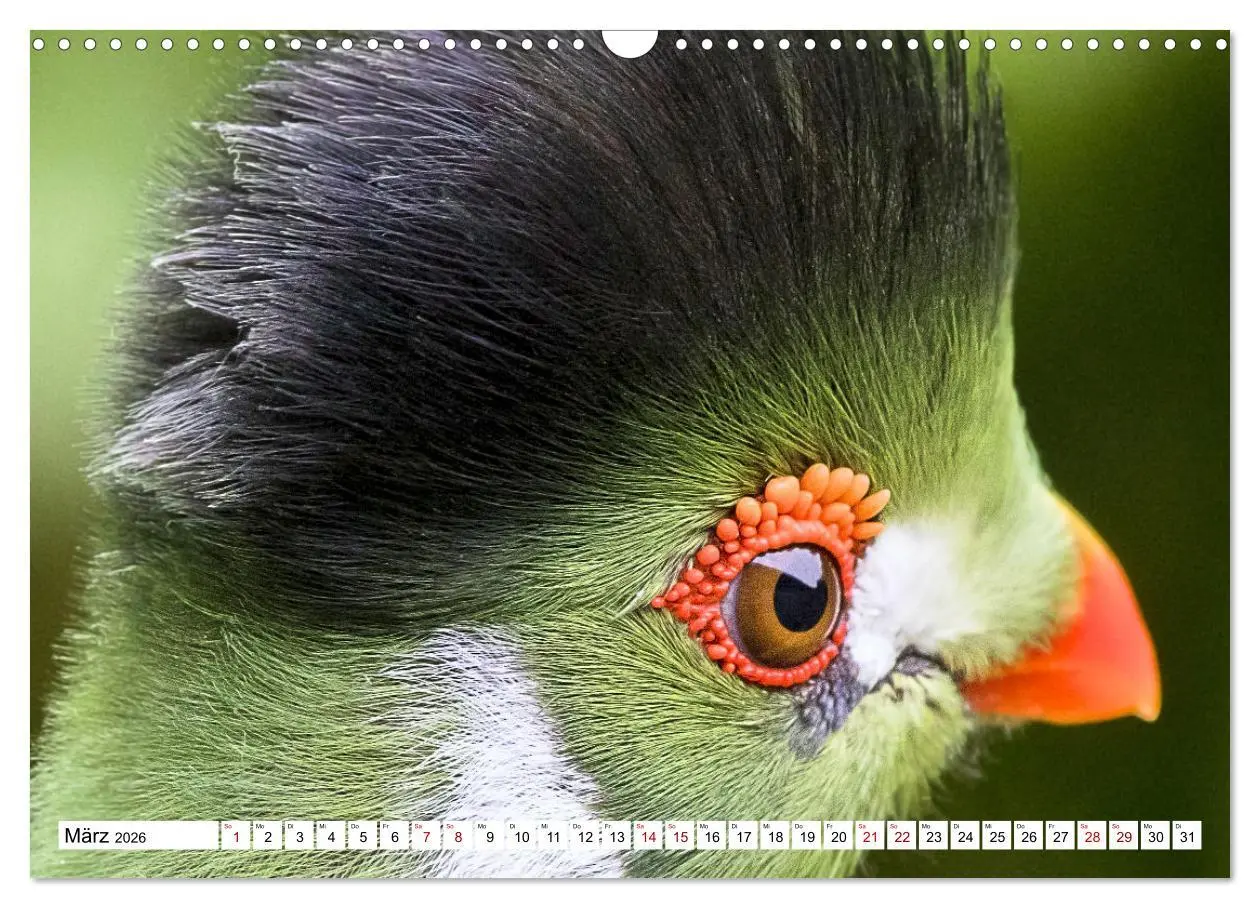 Bild: 9783457547762 | Schräge Vögel in Szene gesetzt (Wandkalender 2026 DIN A3 quer),...