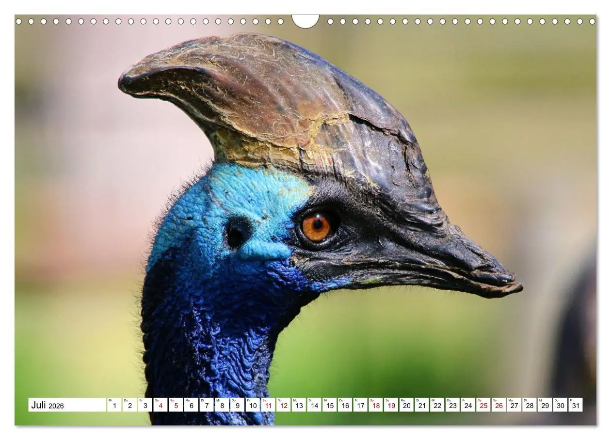 Bild: 9783457547762 | Schräge Vögel in Szene gesetzt (Wandkalender 2026 DIN A3 quer),...