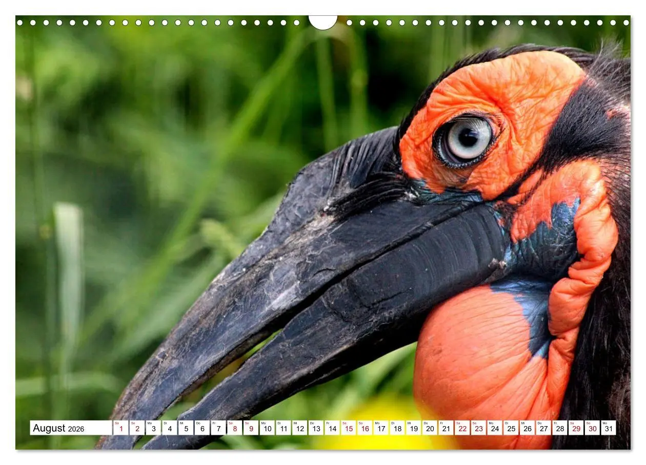 Bild: 9783457547762 | Schräge Vögel in Szene gesetzt (Wandkalender 2026 DIN A3 quer),...