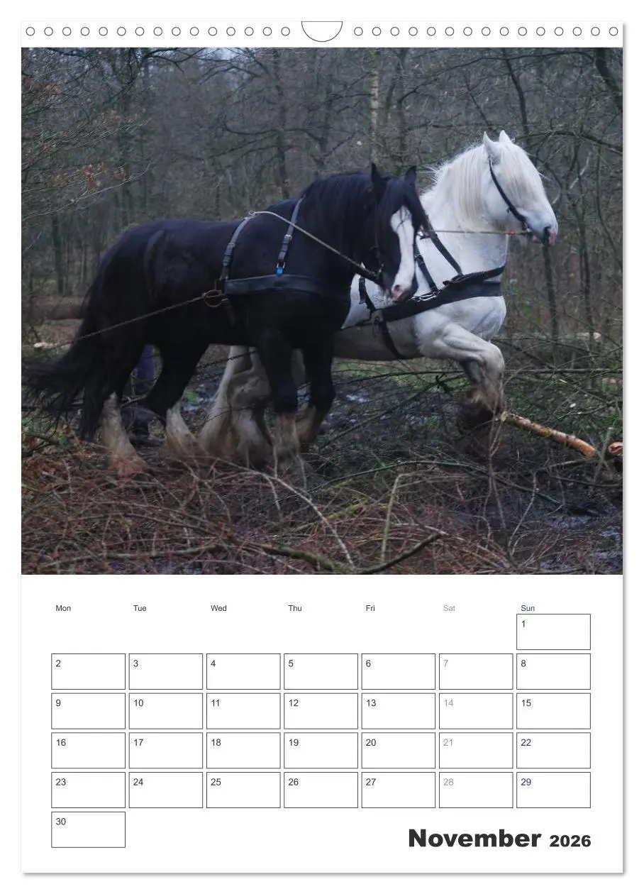 Bild: 9783516567762 | Shire Horses The Gentle Giants (Wall Calendar 2026 DIN A3...