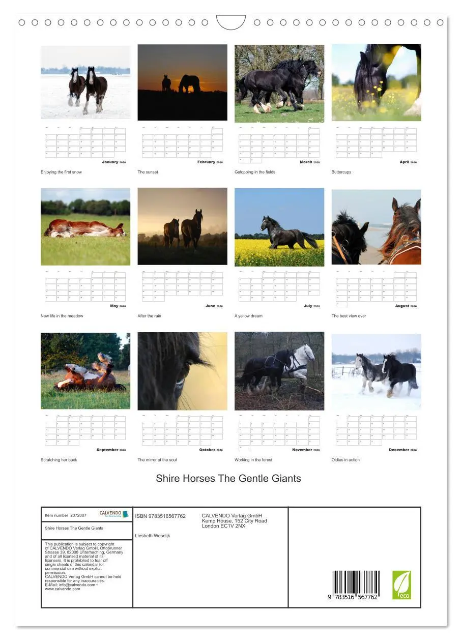 Bild: 9783516567762 | Shire Horses The Gentle Giants (Wall Calendar 2026 DIN A3...