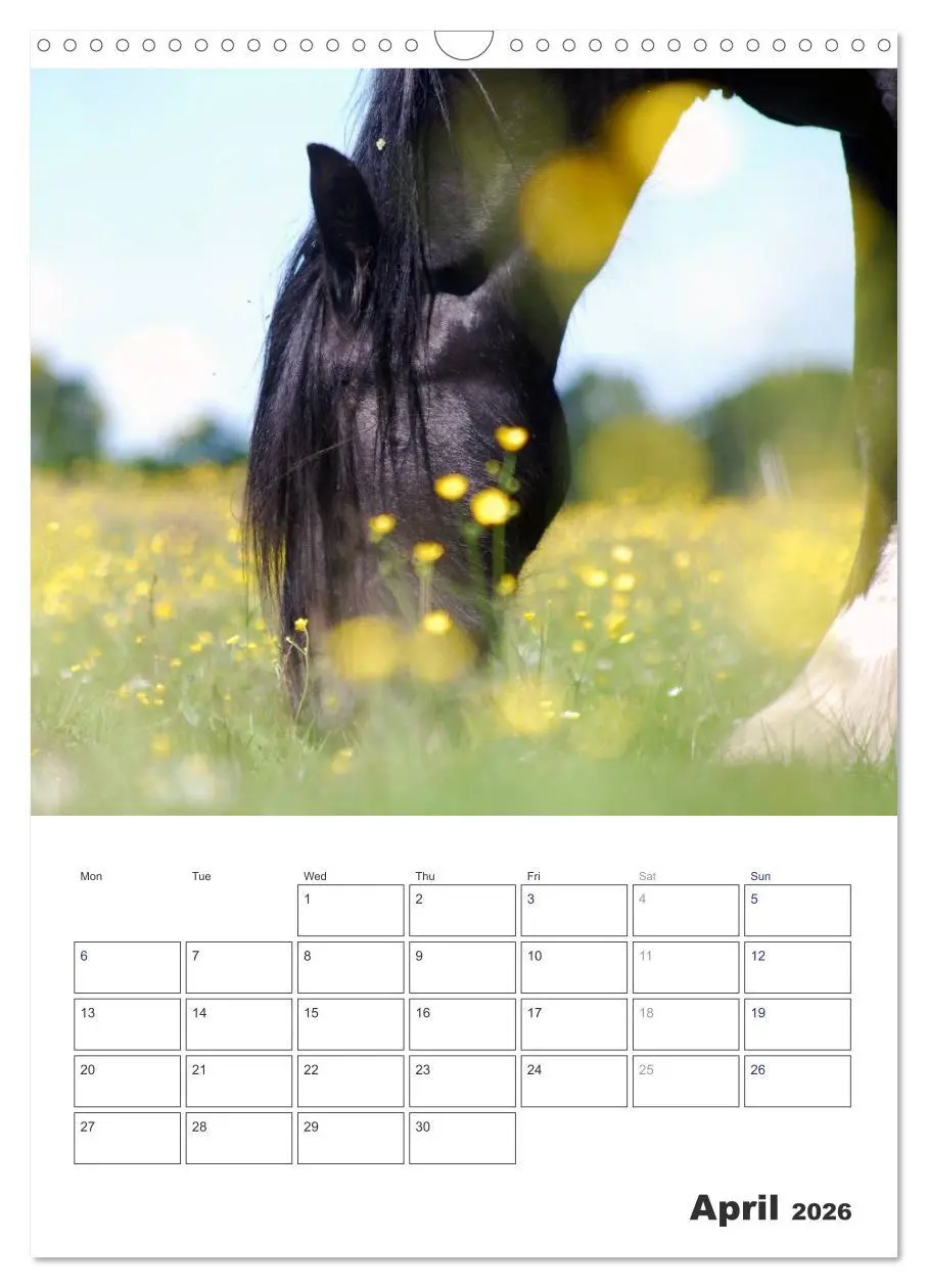 Bild: 9783516567762 | Shire Horses The Gentle Giants (Wall Calendar 2026 DIN A3...