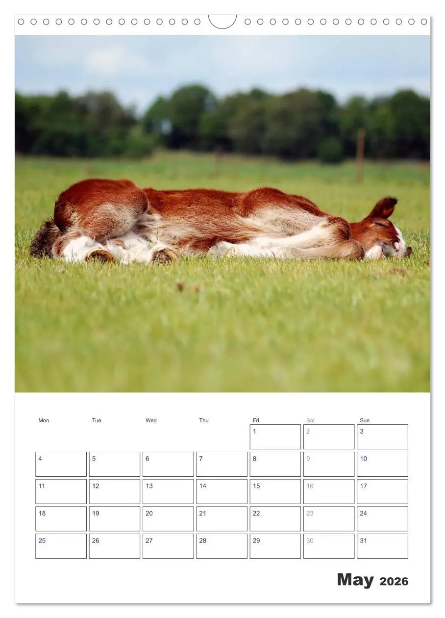 Bild: 9783516567762 | Shire Horses The Gentle Giants (Wall Calendar 2026 DIN A3...