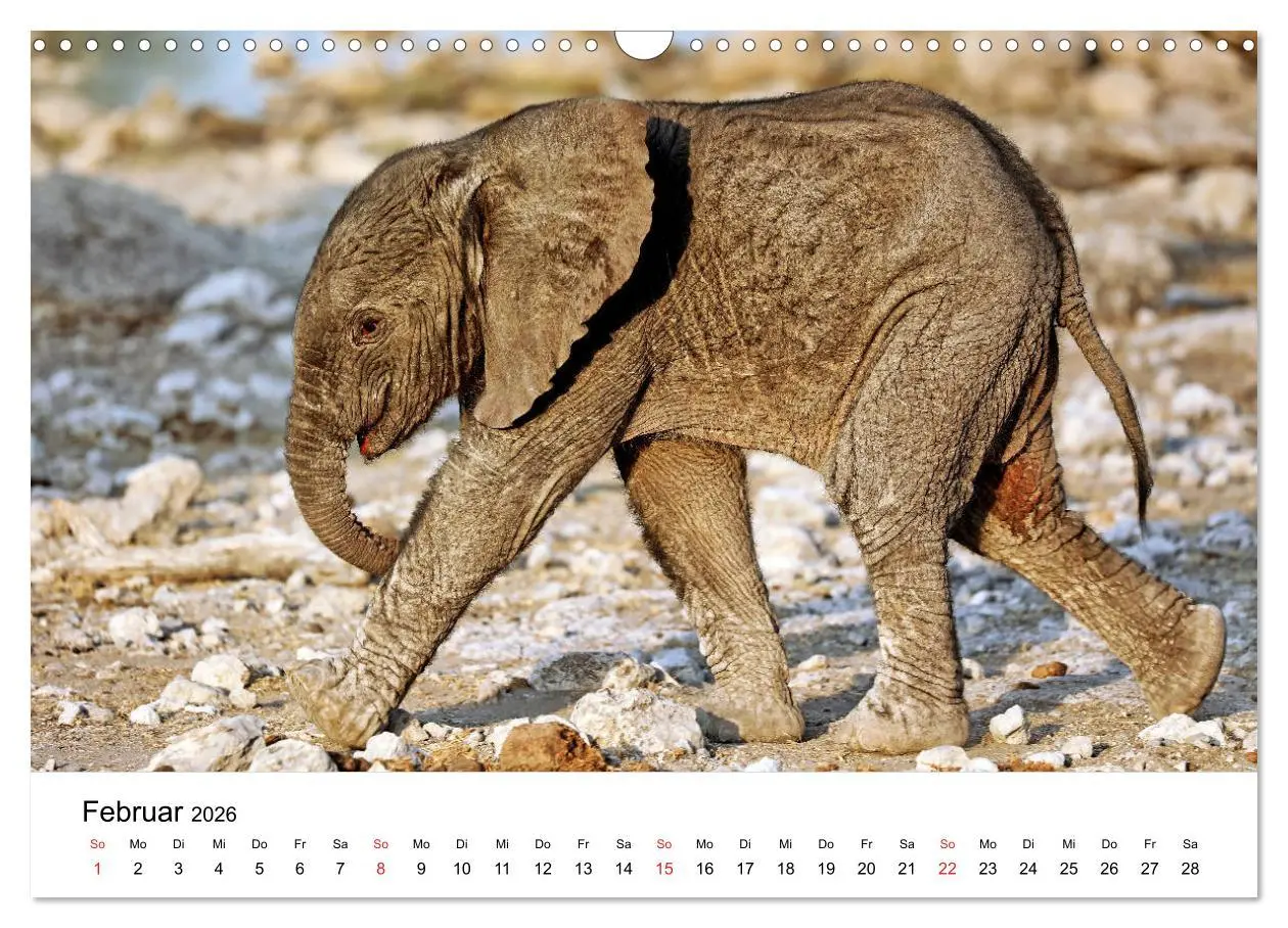 Bild: 9783457777862 | Namibias Elefanten (Wandkalender 2026 DIN A3 quer), CALVENDO...