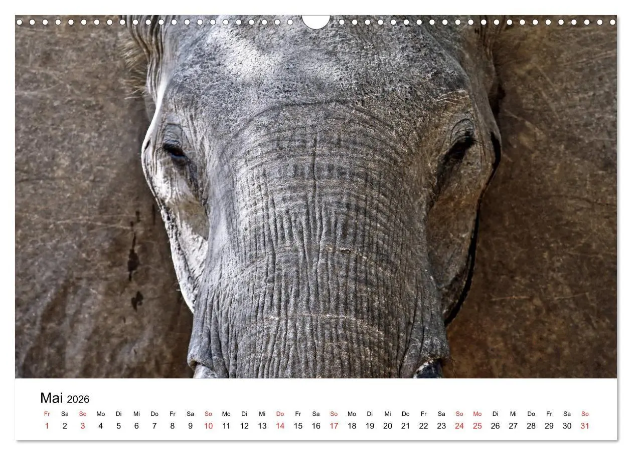 Bild: 9783457777862 | Namibias Elefanten (Wandkalender 2026 DIN A3 quer), CALVENDO...