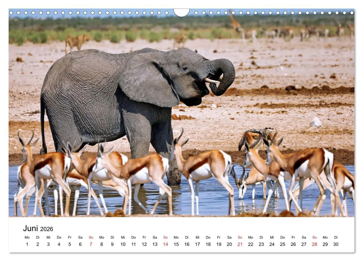 Bild: 9783457777862 | Namibias Elefanten (Wandkalender 2026 DIN A3 quer), CALVENDO...