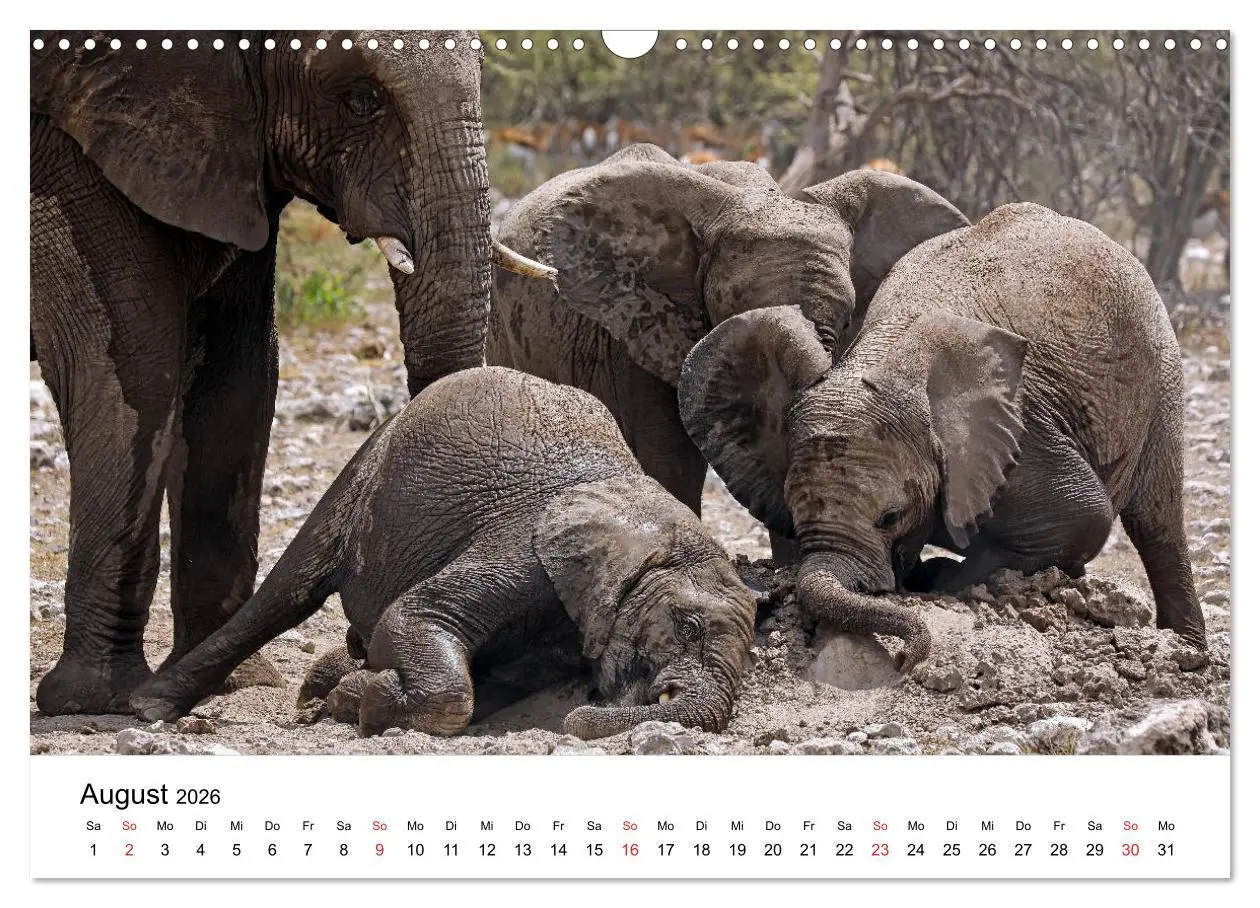 Bild: 9783457777862 | Namibias Elefanten (Wandkalender 2026 DIN A3 quer), CALVENDO...