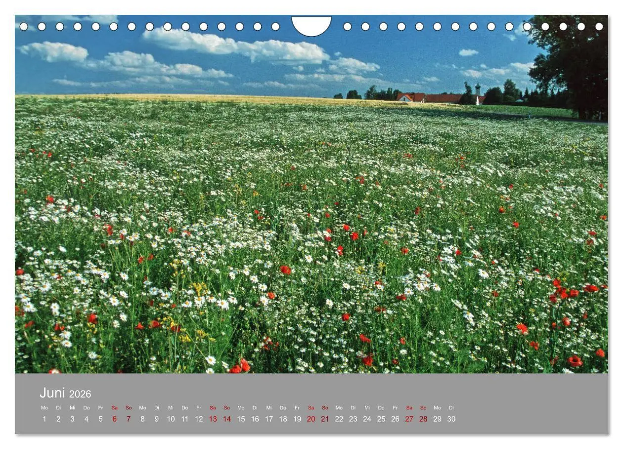 Bild: 9783457917862 | Hallertau (Wandkalender 2026 DIN A4 quer), CALVENDO Monatskalender