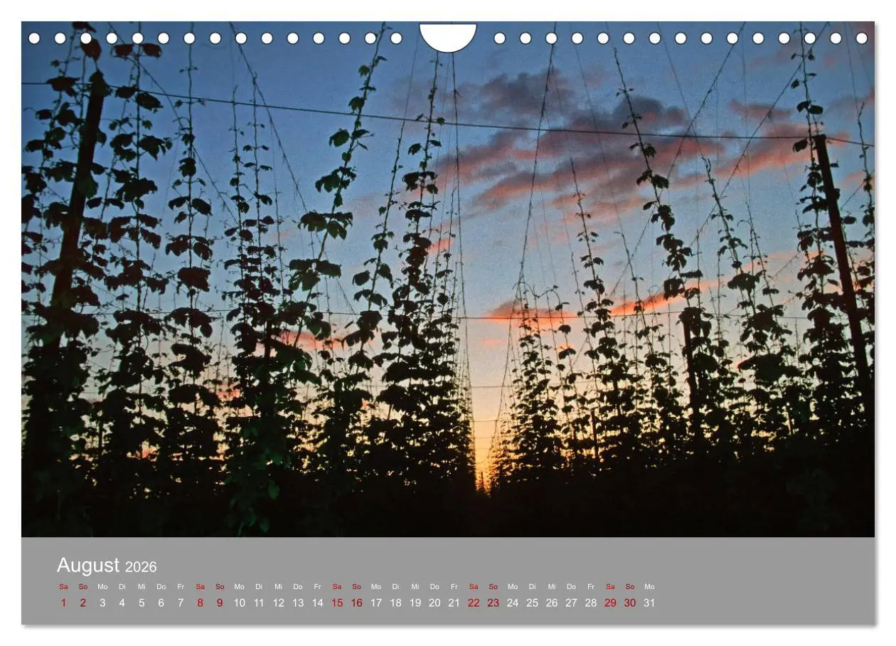 Bild: 9783457917862 | Hallertau (Wandkalender 2026 DIN A4 quer), CALVENDO Monatskalender
