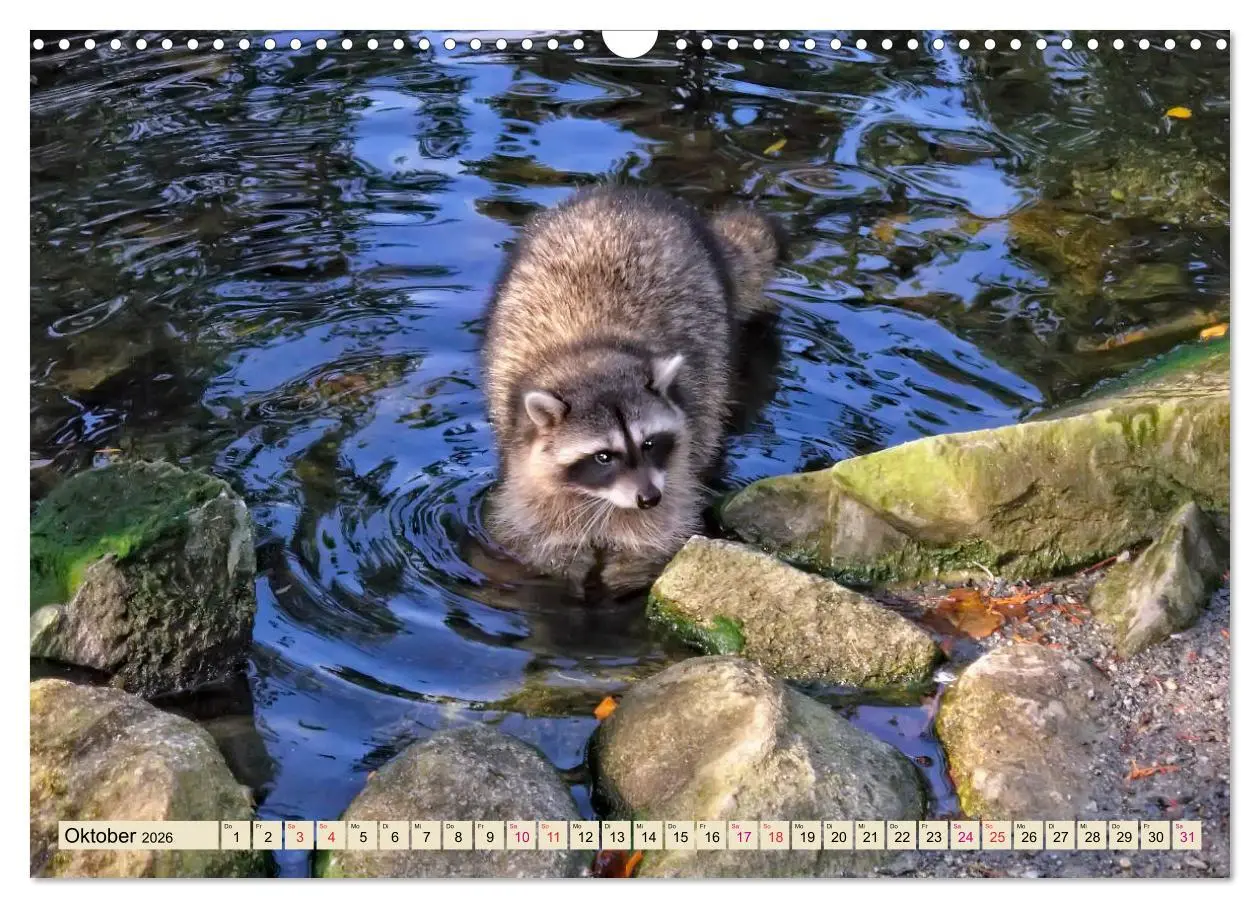 Bild: 9783457837962 | Waschbär - Niedlicher Allesfresser (Wandkalender 2026 DIN A3 quer),...