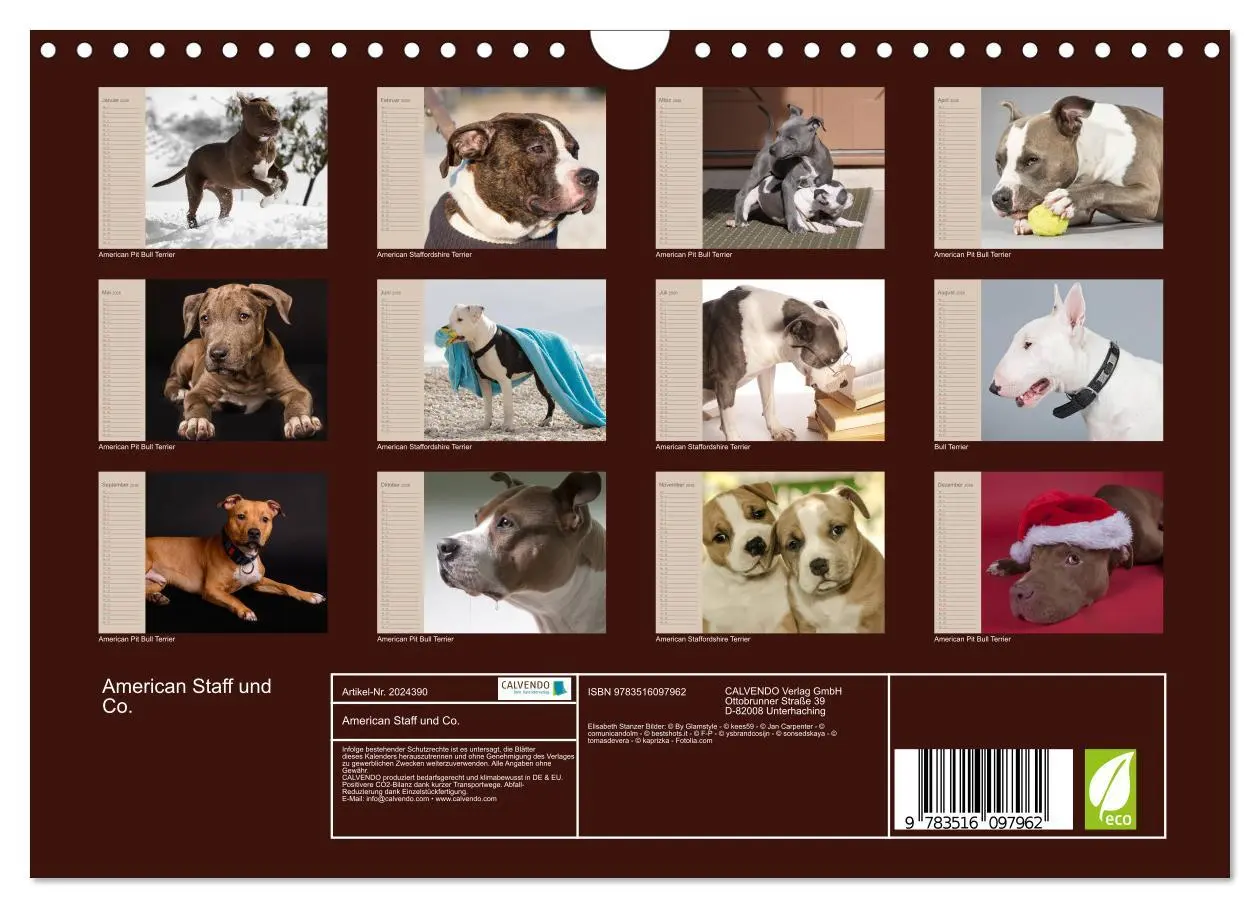Bild: 9783516097962 | American Staff und Co. (Wandkalender 2026 DIN A4 quer), CALVENDO...