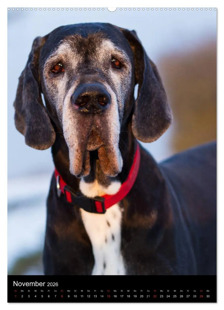 Bild: 9783516428162 | Faszination Deutsche Dogge (Wandkalender 2026 DIN A2 hoch),...