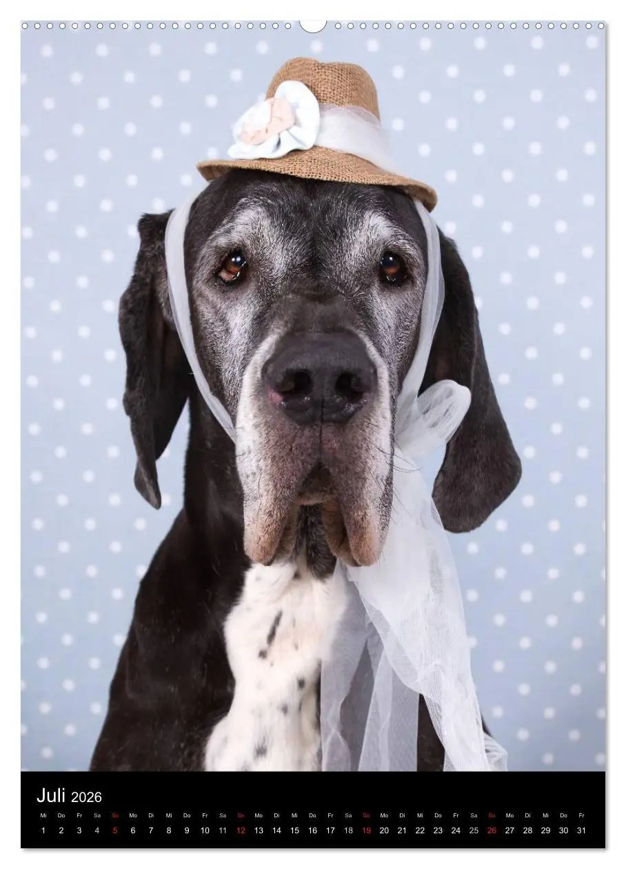 Bild: 9783516428162 | Faszination Deutsche Dogge (Wandkalender 2026 DIN A2 hoch),...