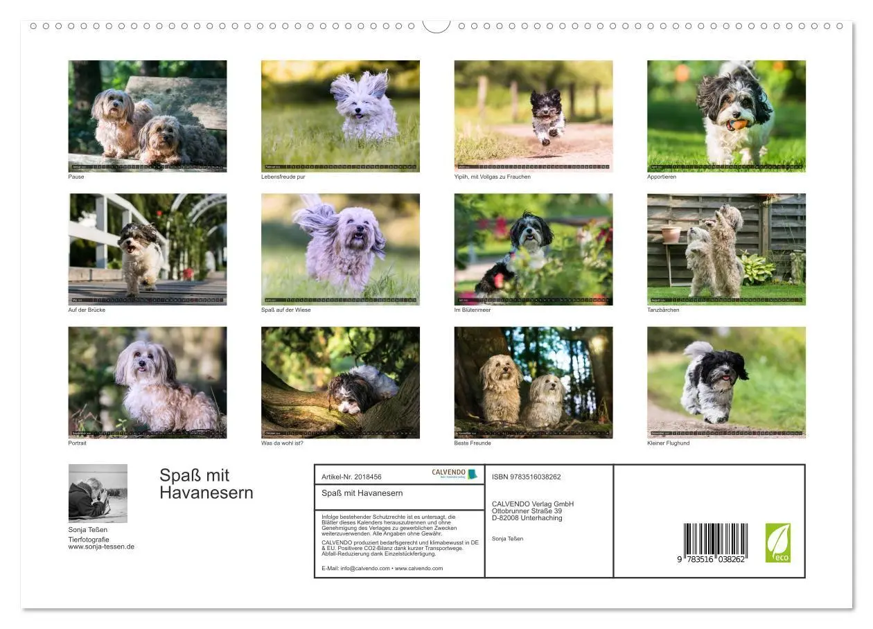Bild: 9783516038262 | Spaß mit Havanesern (hochwertiger Premium Wandkalender 2026 DIN A2...