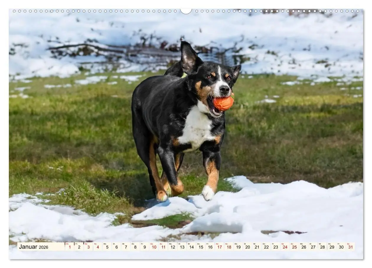 Bild: 9783516718362 | Schweizer Sennenhunde - Appenzeller - Berner - Entlebucher - Große...