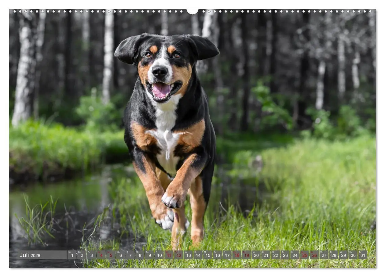 Bild: 9783516718362 | Schweizer Sennenhunde - Appenzeller - Berner - Entlebucher - Große...