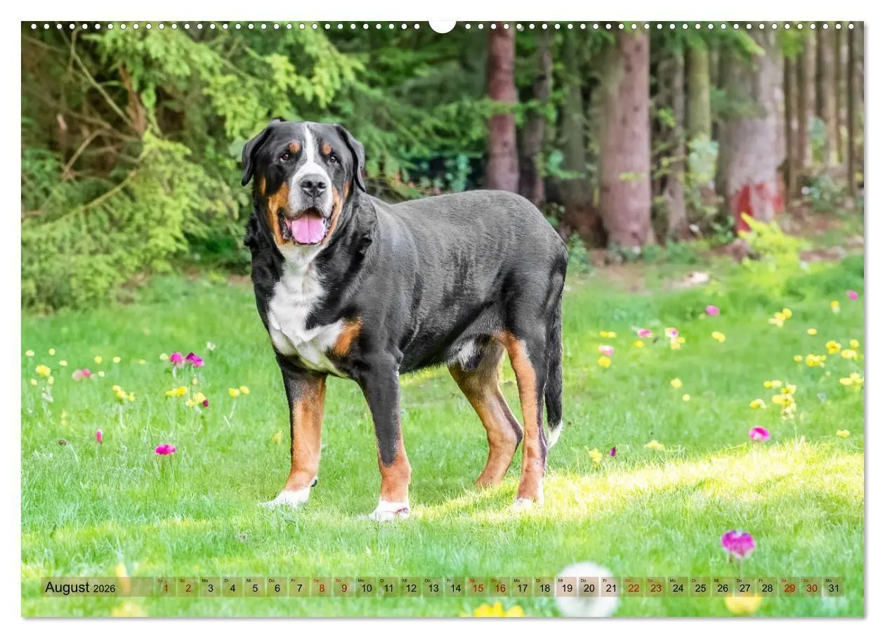 Bild: 9783516718362 | Schweizer Sennenhunde - Appenzeller - Berner - Entlebucher - Große...