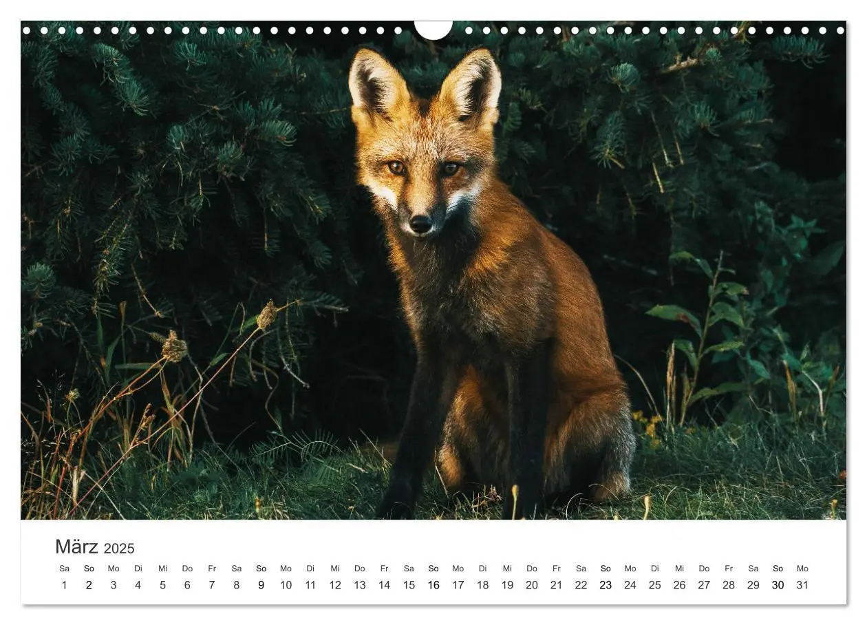 Bild: 9783435068562 | Flinke Füchse (Wandkalender 2025 DIN A3 quer), CALVENDO Monatskalender