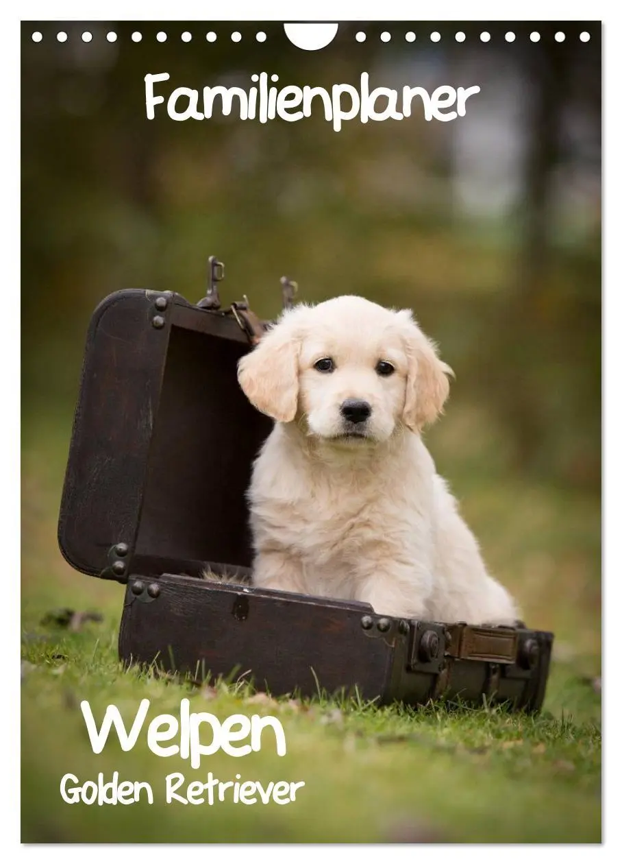 Cover: 9783457088562 | Familienplaner: Golden Retriever Welpen (Wandkalender 2025 DIN A4...