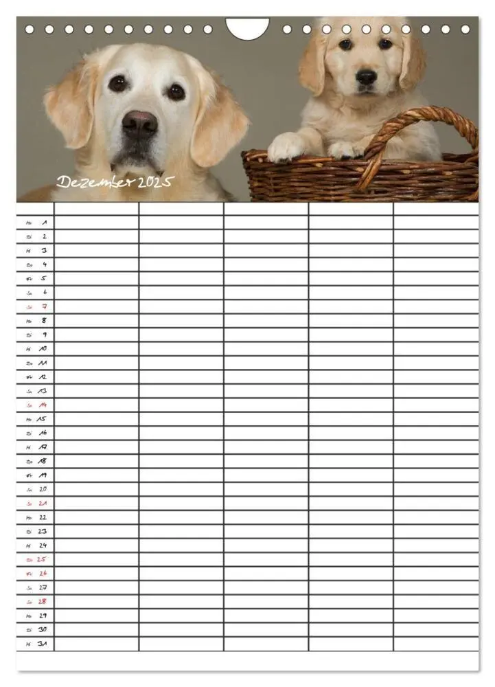 Bild: 9783457088562 | Familienplaner: Golden Retriever Welpen (Wandkalender 2025 DIN A4...