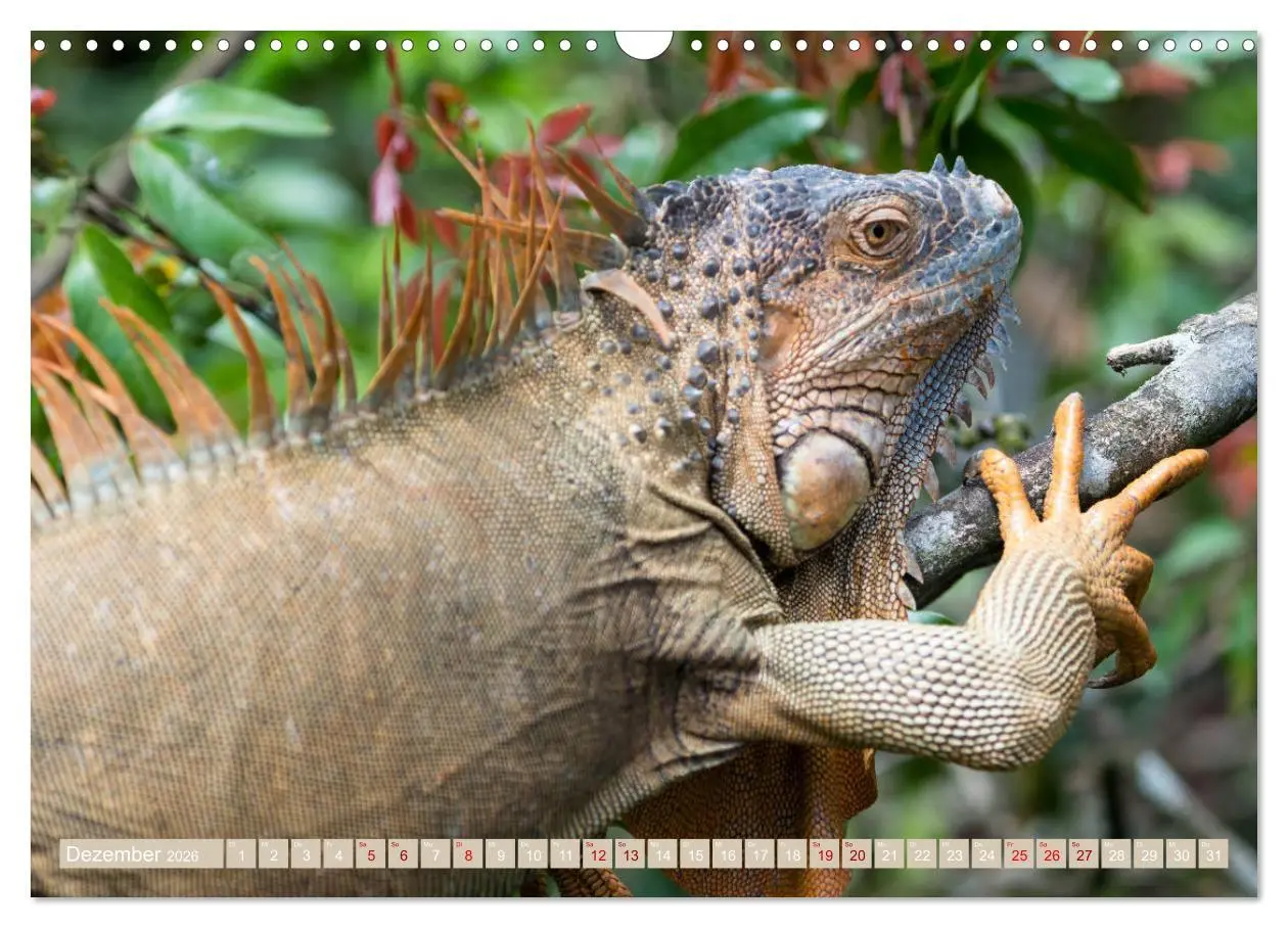 Bild: 9783457848562 | Farbenfrohes Costa Rica (Wandkalender 2026 DIN A3 quer), CALVENDO...