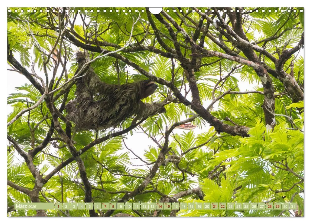 Bild: 9783457848562 | Farbenfrohes Costa Rica (Wandkalender 2026 DIN A3 quer), CALVENDO...