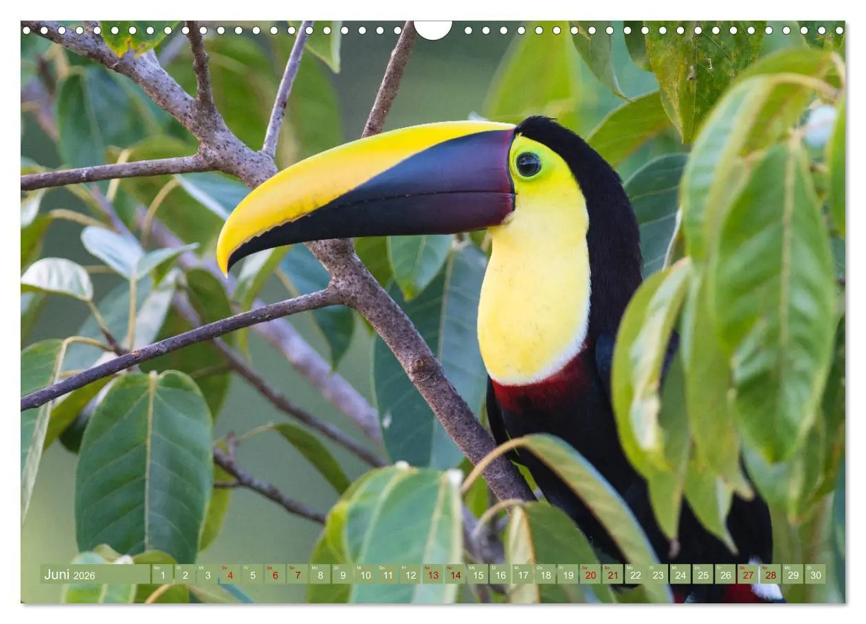 Bild: 9783457848562 | Farbenfrohes Costa Rica (Wandkalender 2026 DIN A3 quer), CALVENDO...